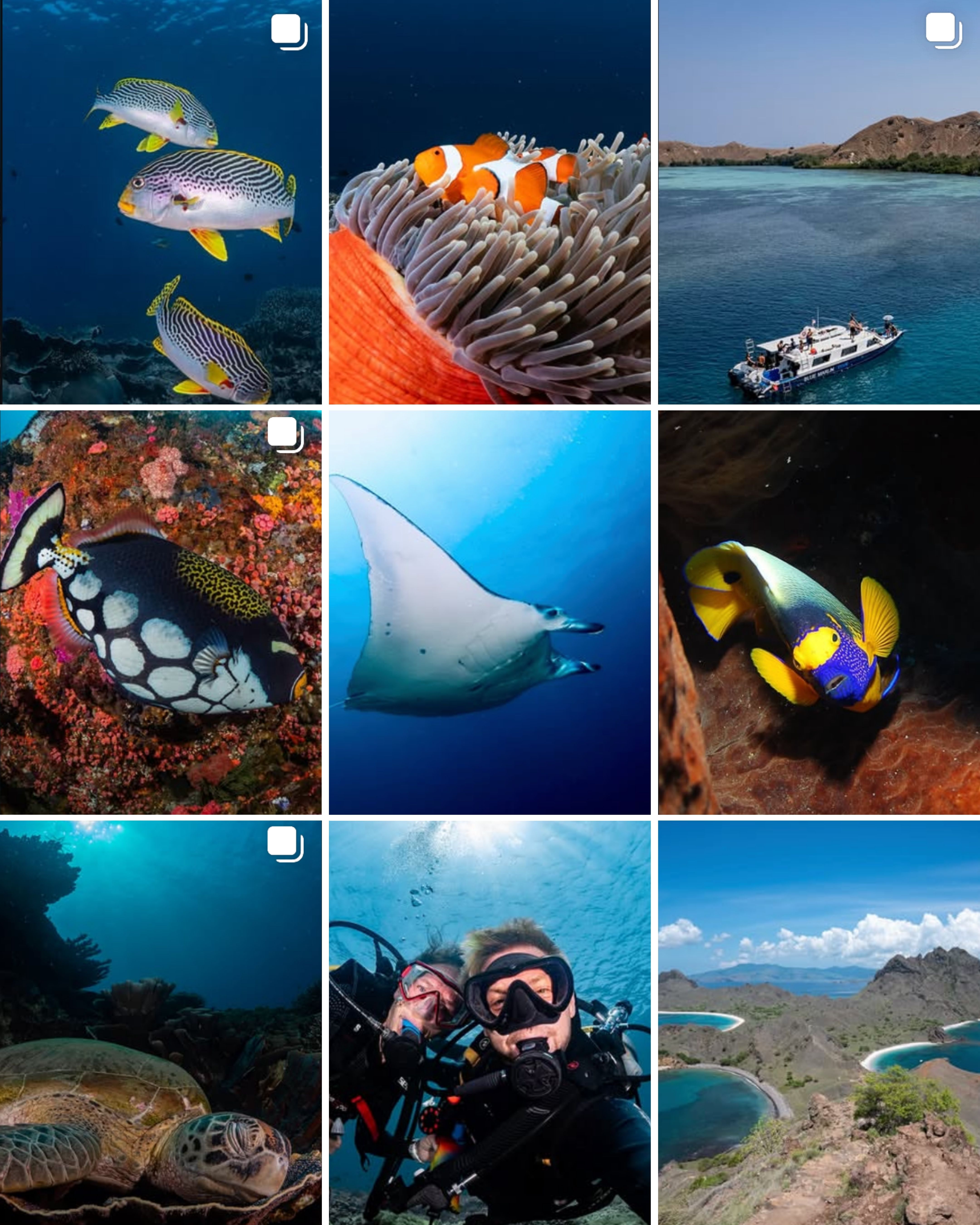 Blue Marlin Komodo social media content